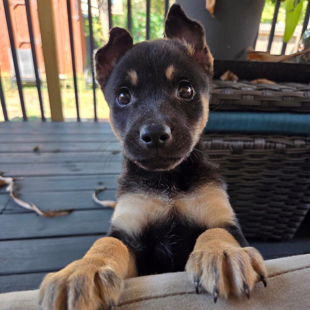 Rosie