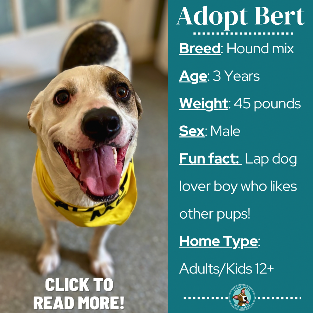 Bert