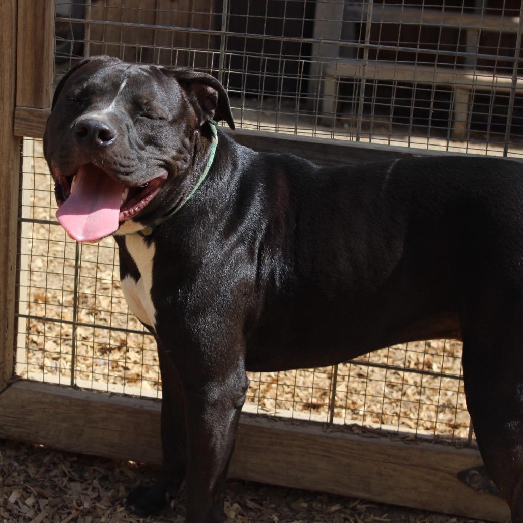 Hogan(Adoption Fee-SPONSORED!)