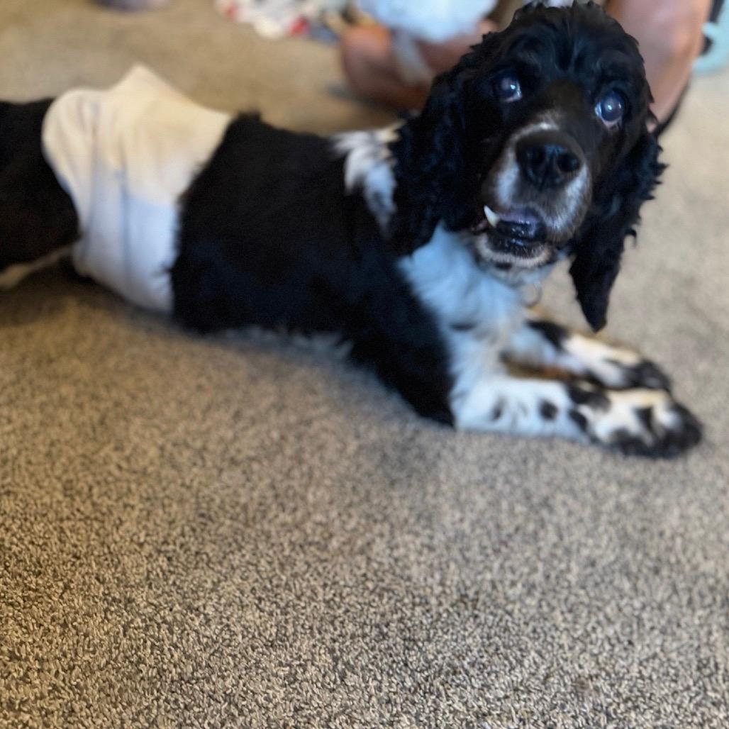Cooper
