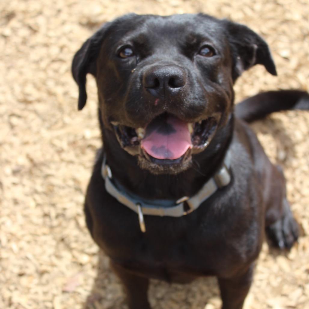 Jake(Adoption Fee-SPONSORED!)