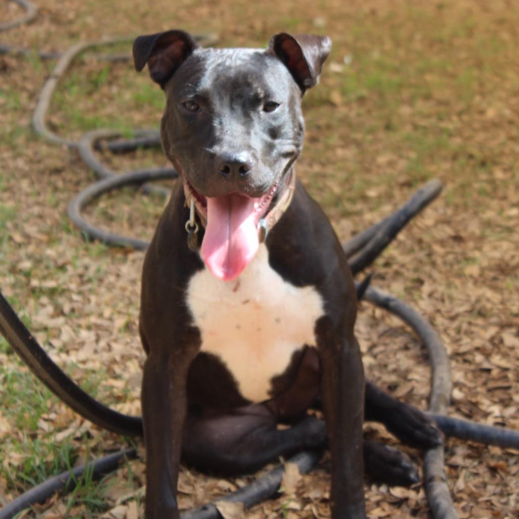 Daphne (Adoption Fee-SPONSORED!)