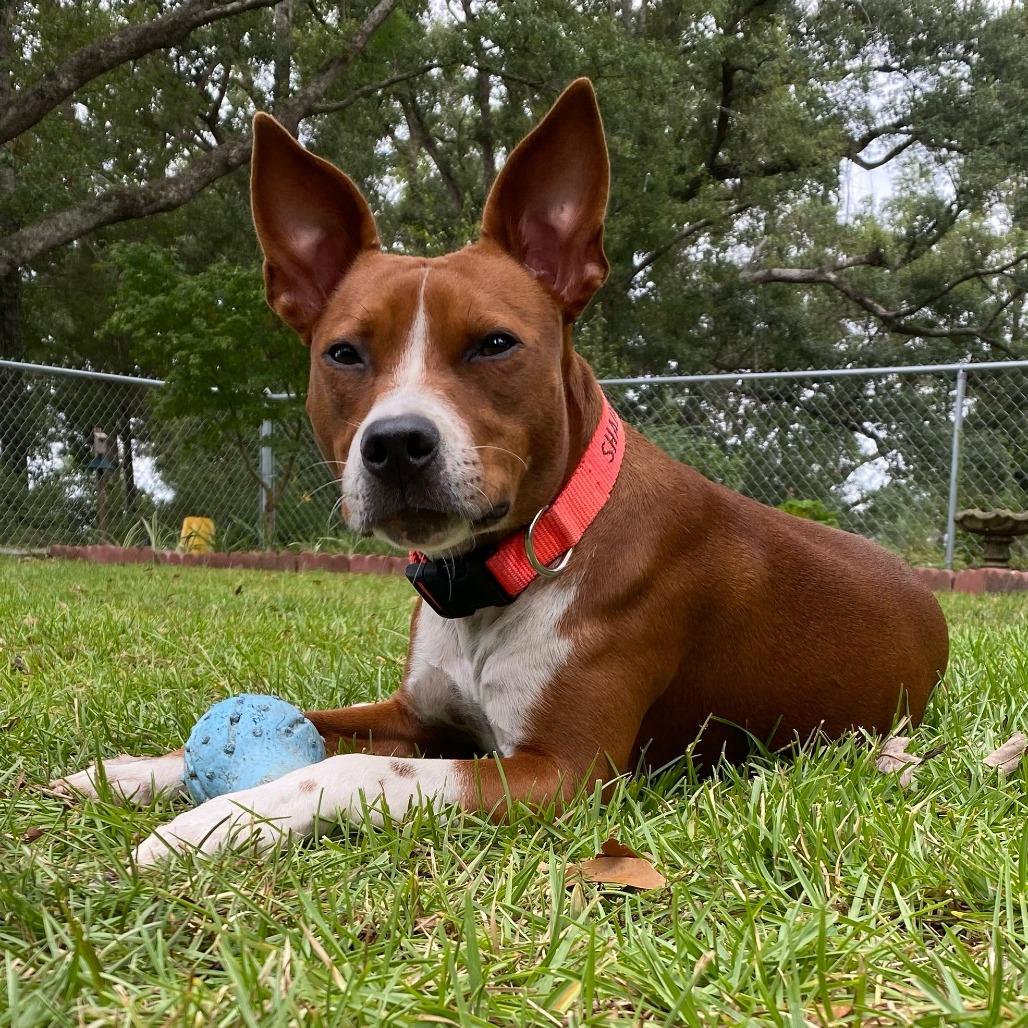 Piper