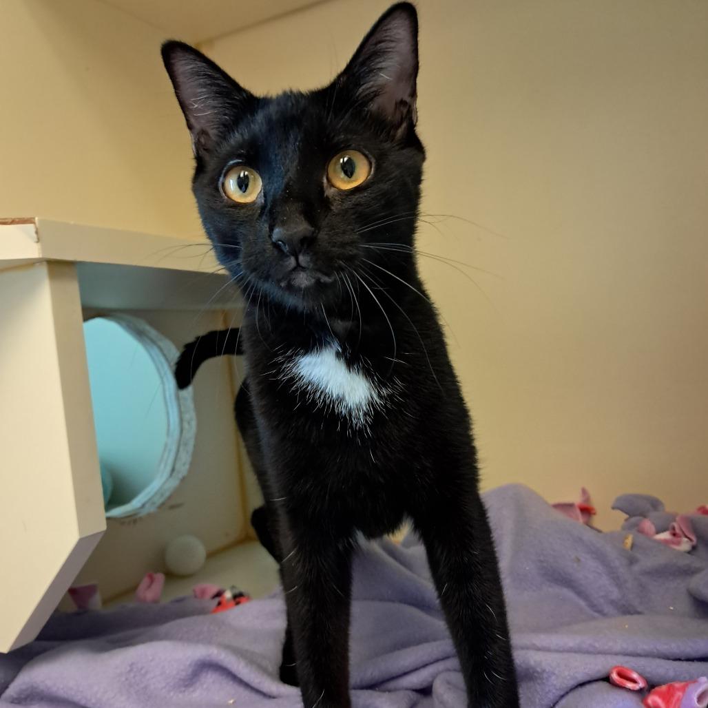 Lottie (Bonded to Leo)
