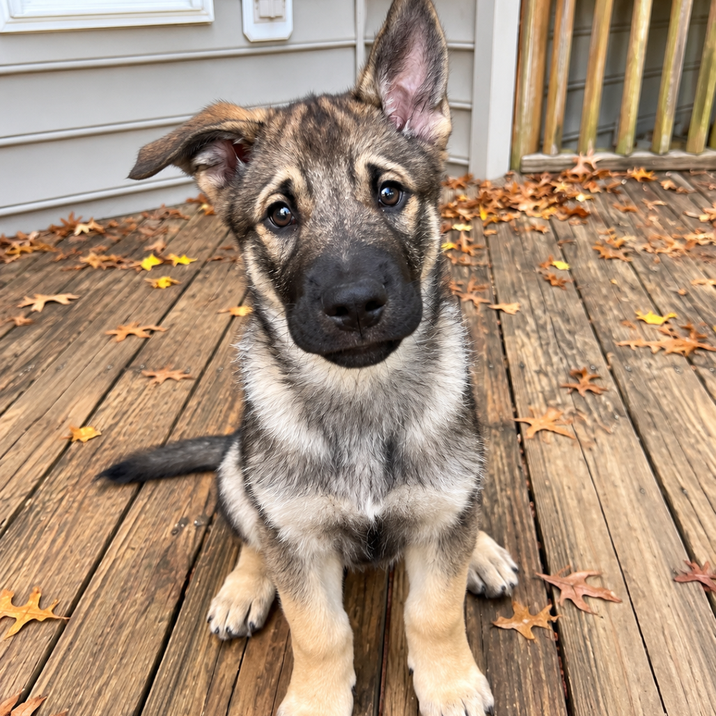 Nugget (Adoption Pending)