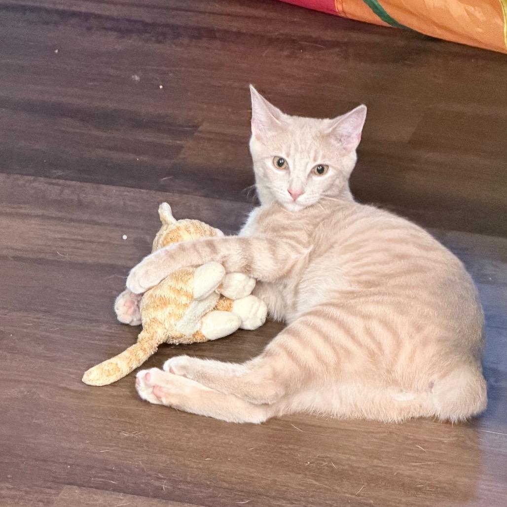 Nutmeg Norman