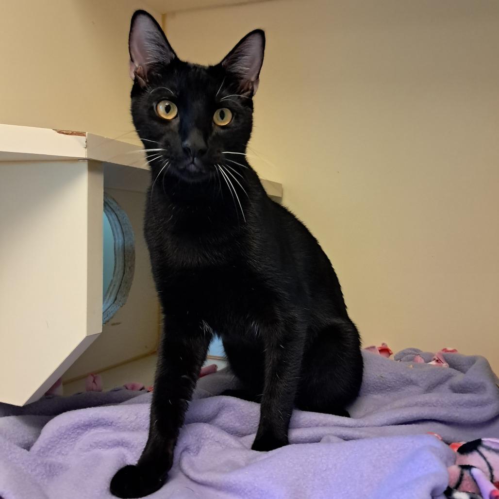 Leo (Bonded to Lottie)