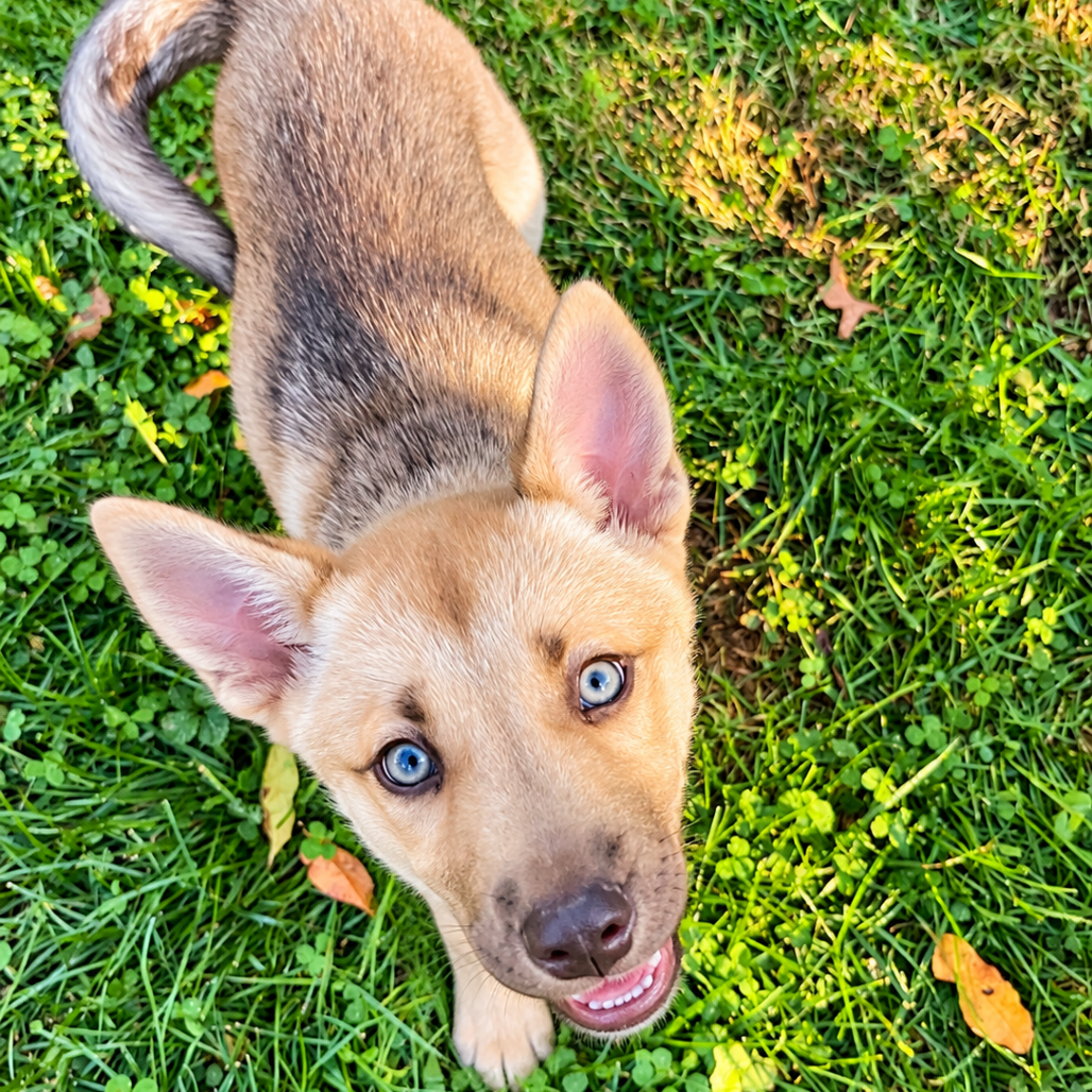 Nala (Adoption Pending)