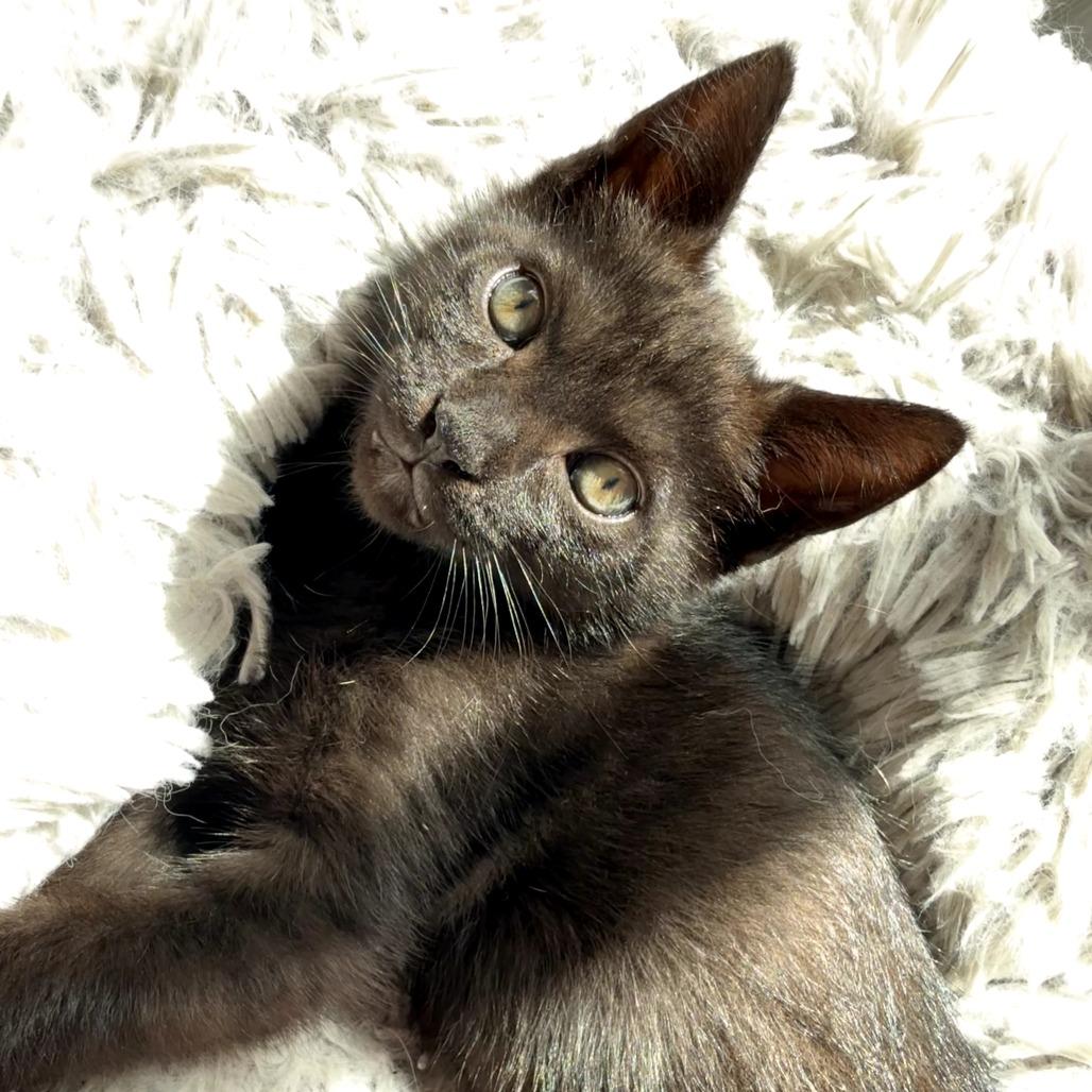 Bagheera