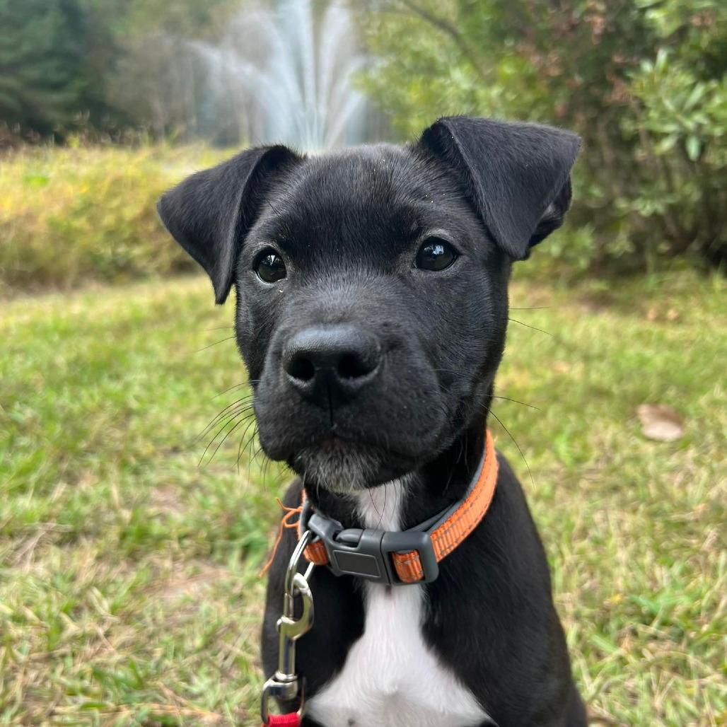 Simba Nala Pup