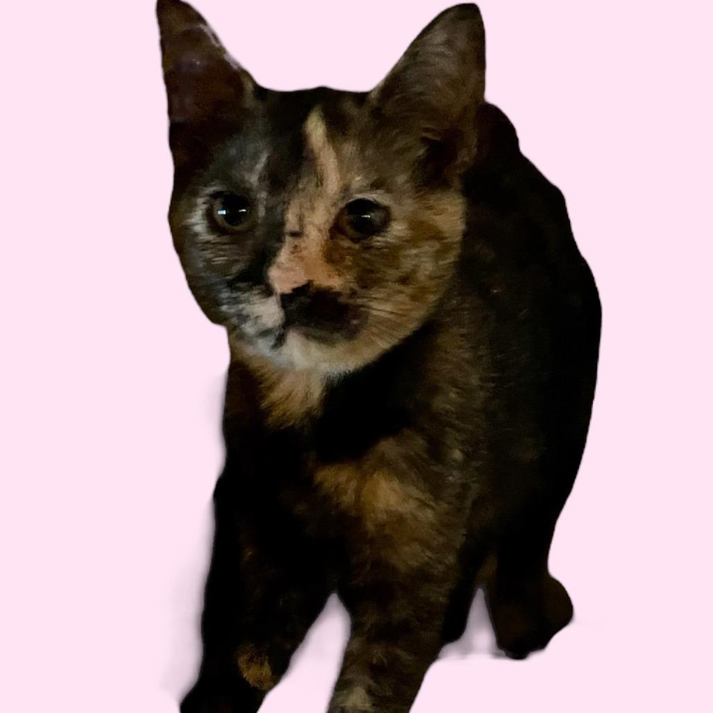 Camilo's Torti Kitten
