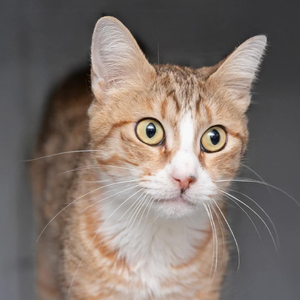Miss Piggy - Petsmart Belleville
