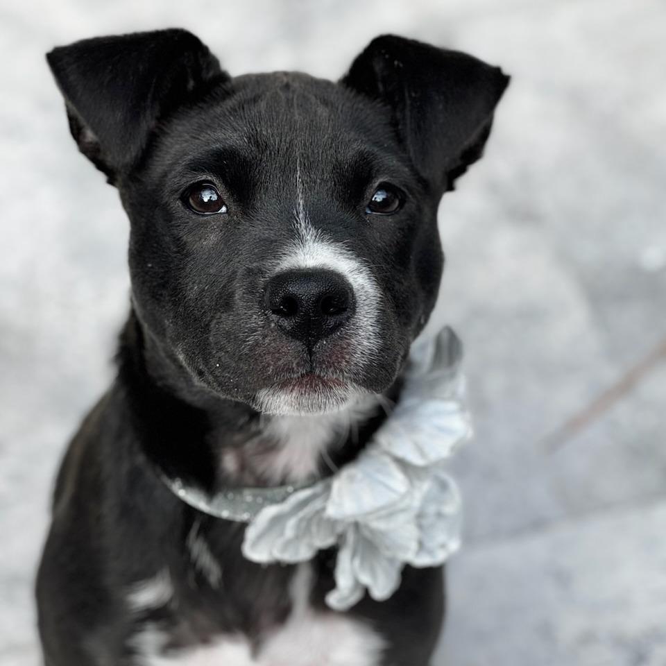 Sarabi Nala Pup