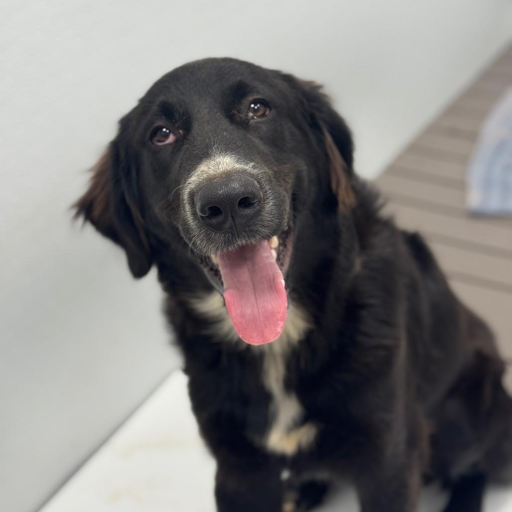 Winston