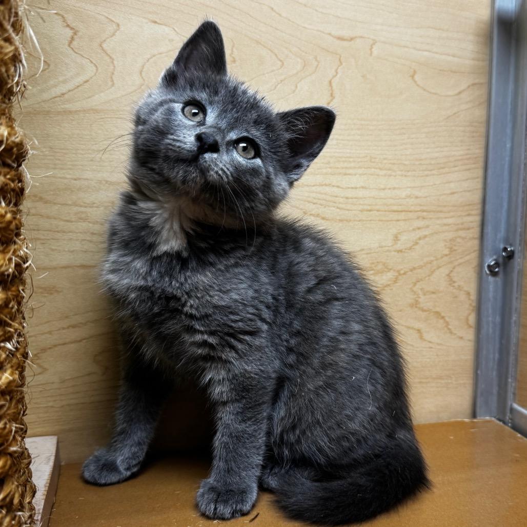 Bellatrix