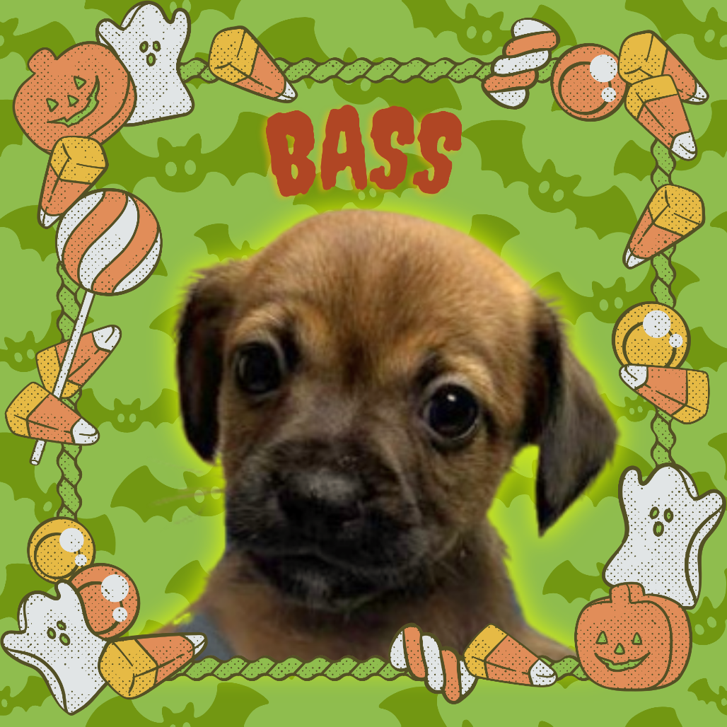 Bass