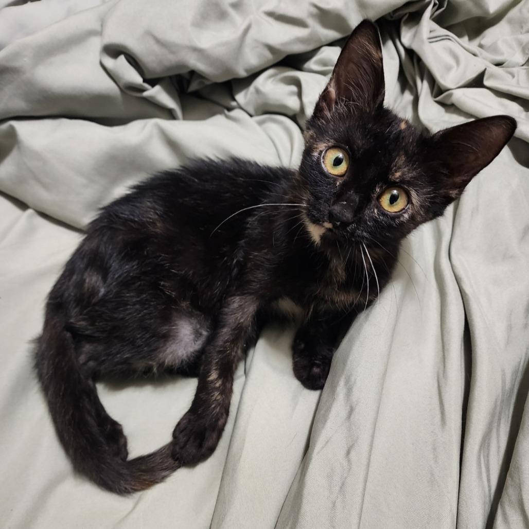 Cinder