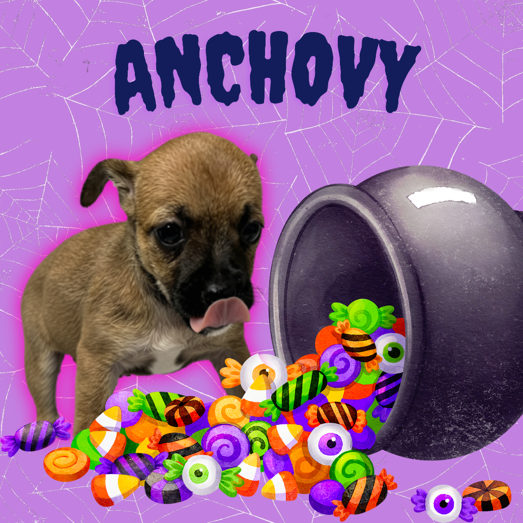 Anchovy