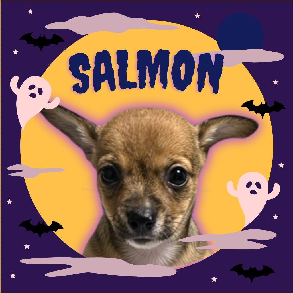 Salmon