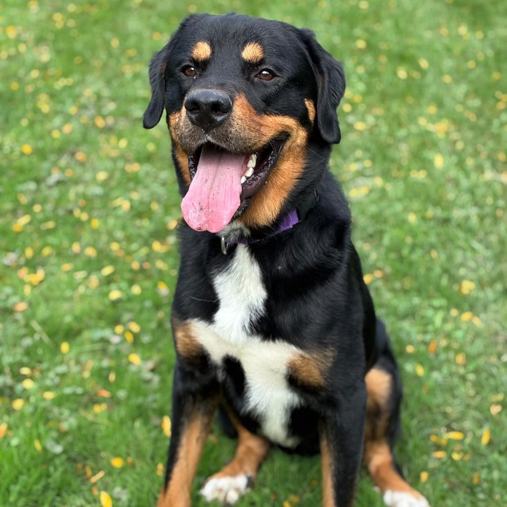 Deuce