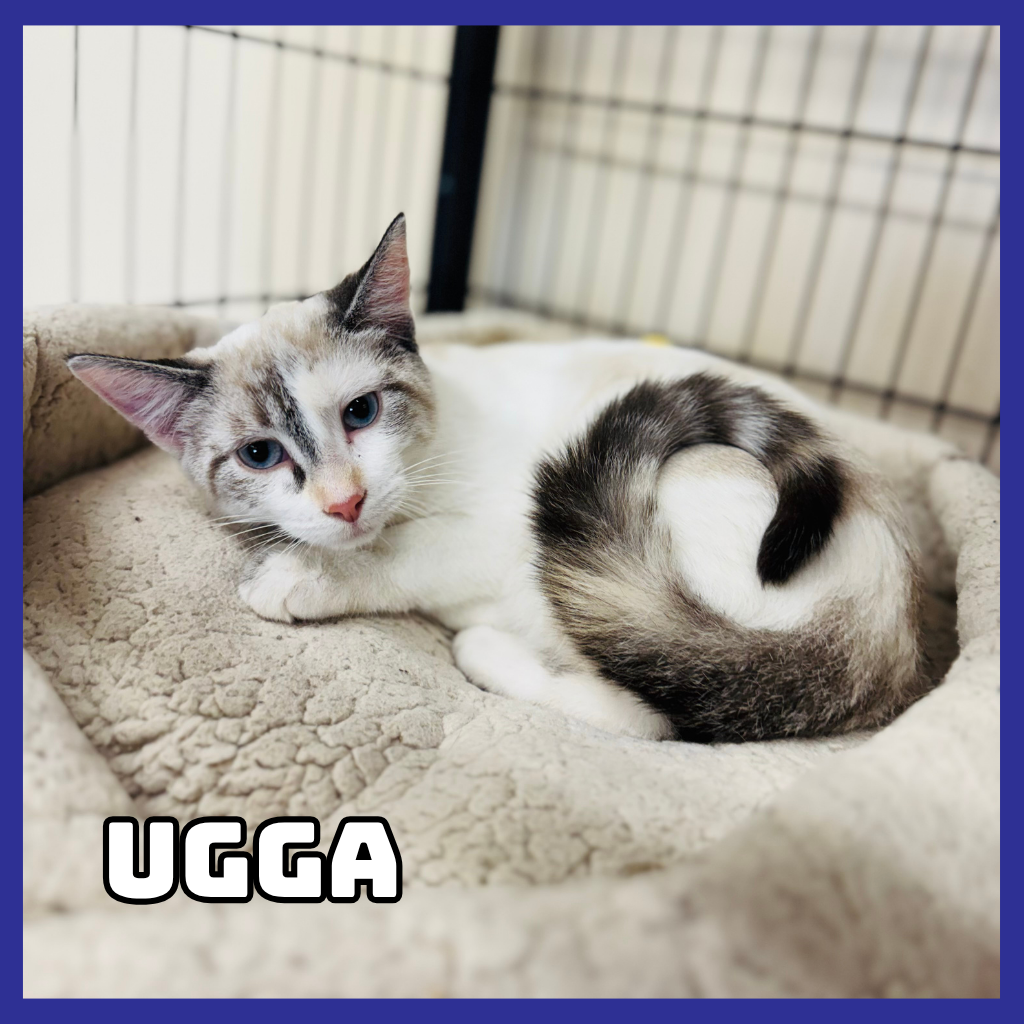 Ugga 