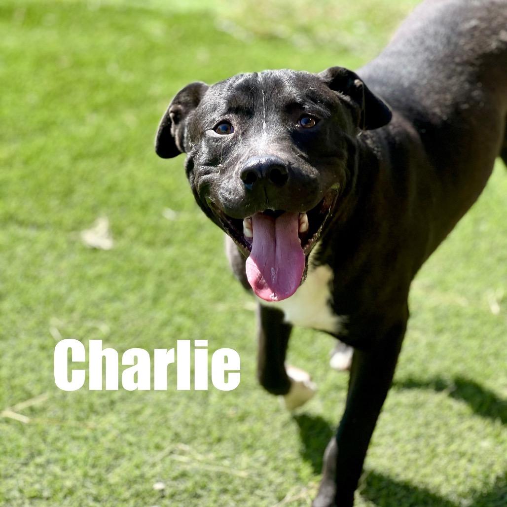 Charlie