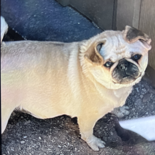 Gidget