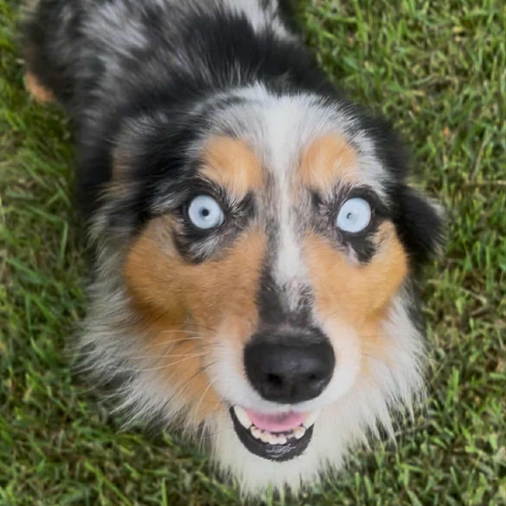 Sadie2 (AWAITING TRANSFER)