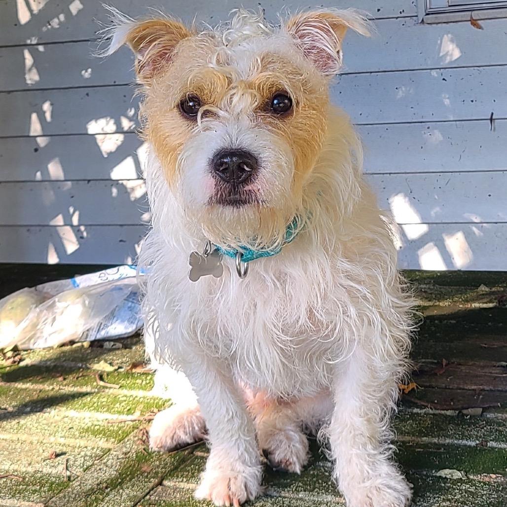 Benji