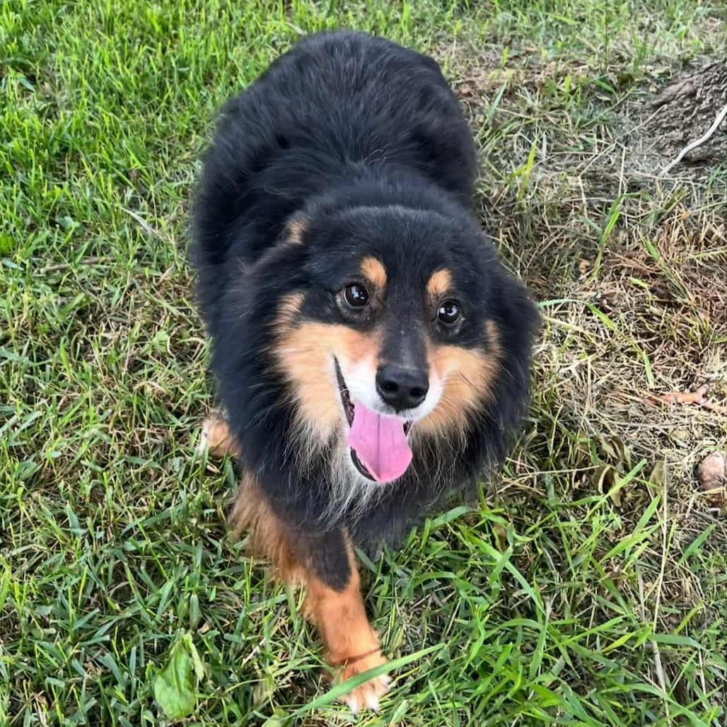 Duke (AWAITING TRANSFER)