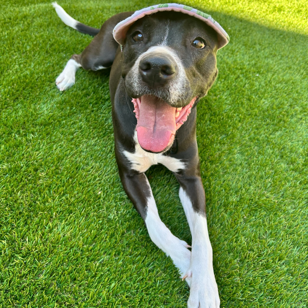 Princess Poppy (Reduced Rover)