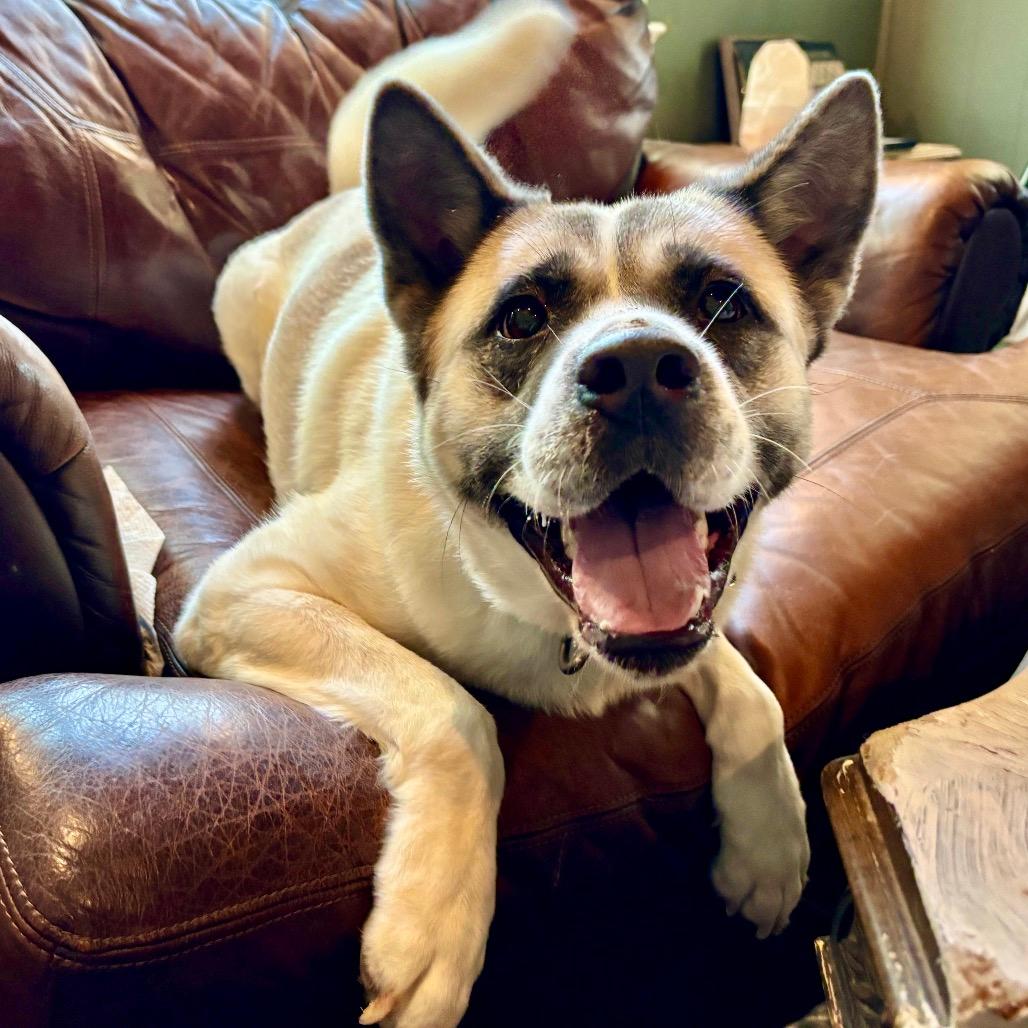 Maizie (Benefactor Dog)