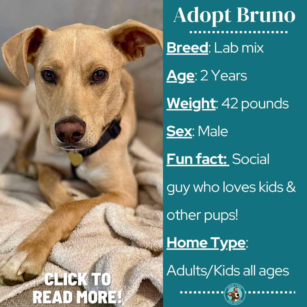 Bruno