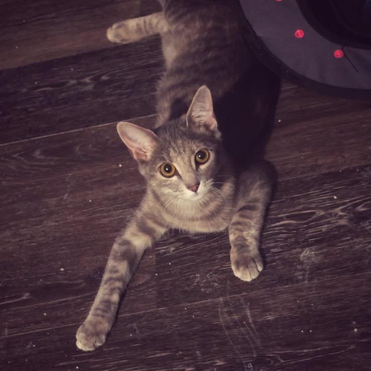 Ash