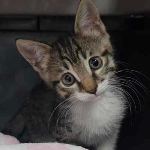 Nova