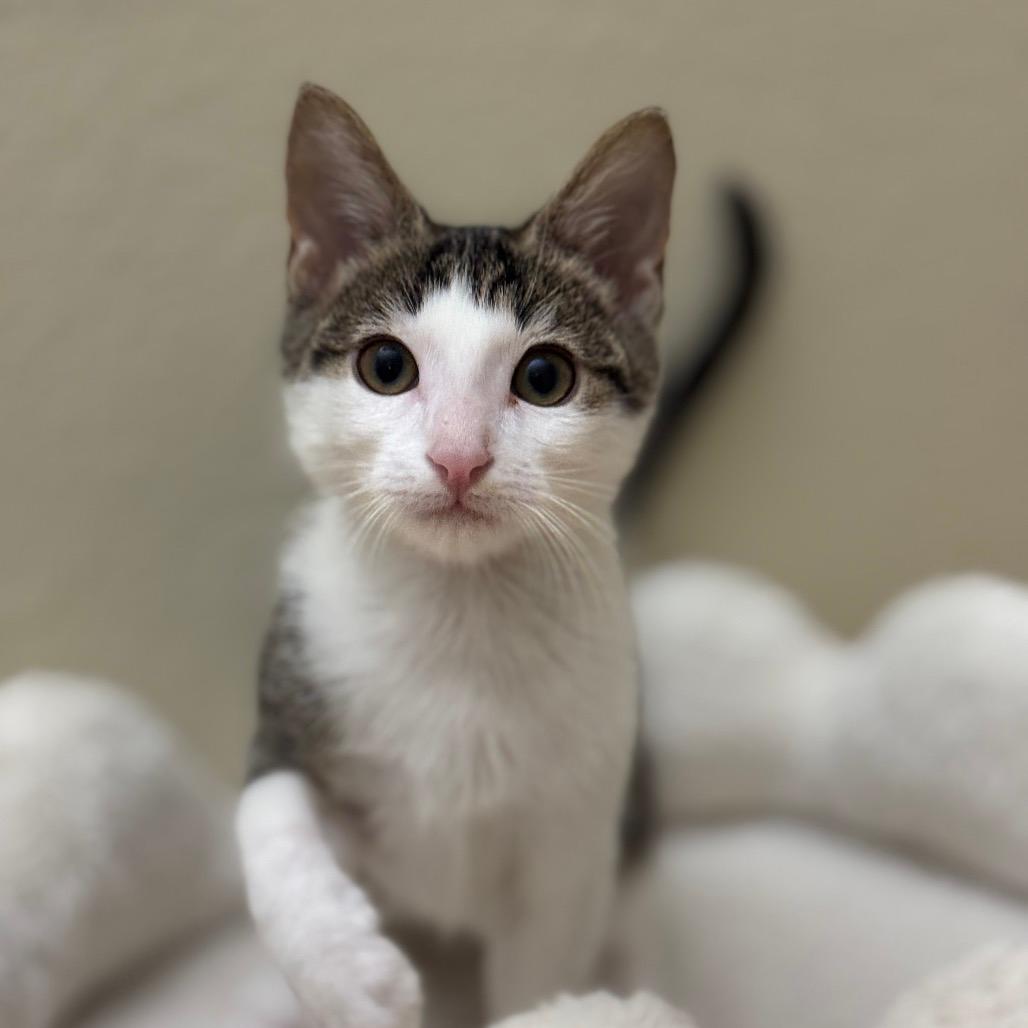 Danny (home adoption)