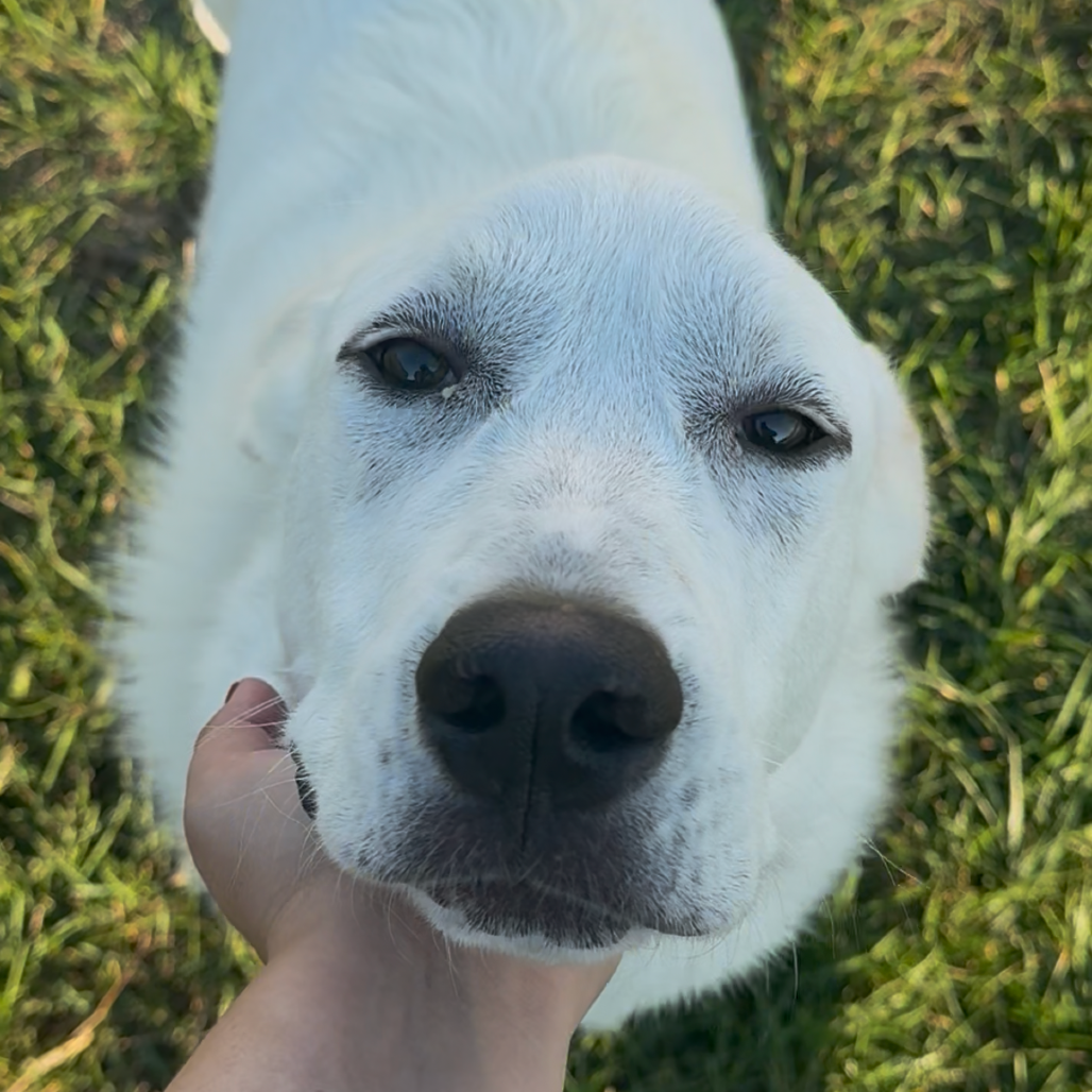 Snowball