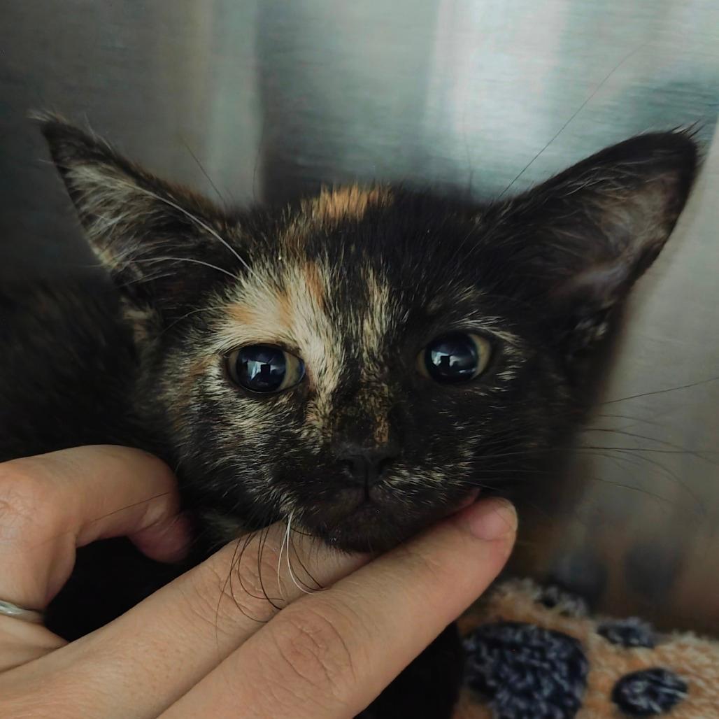 Sabrina