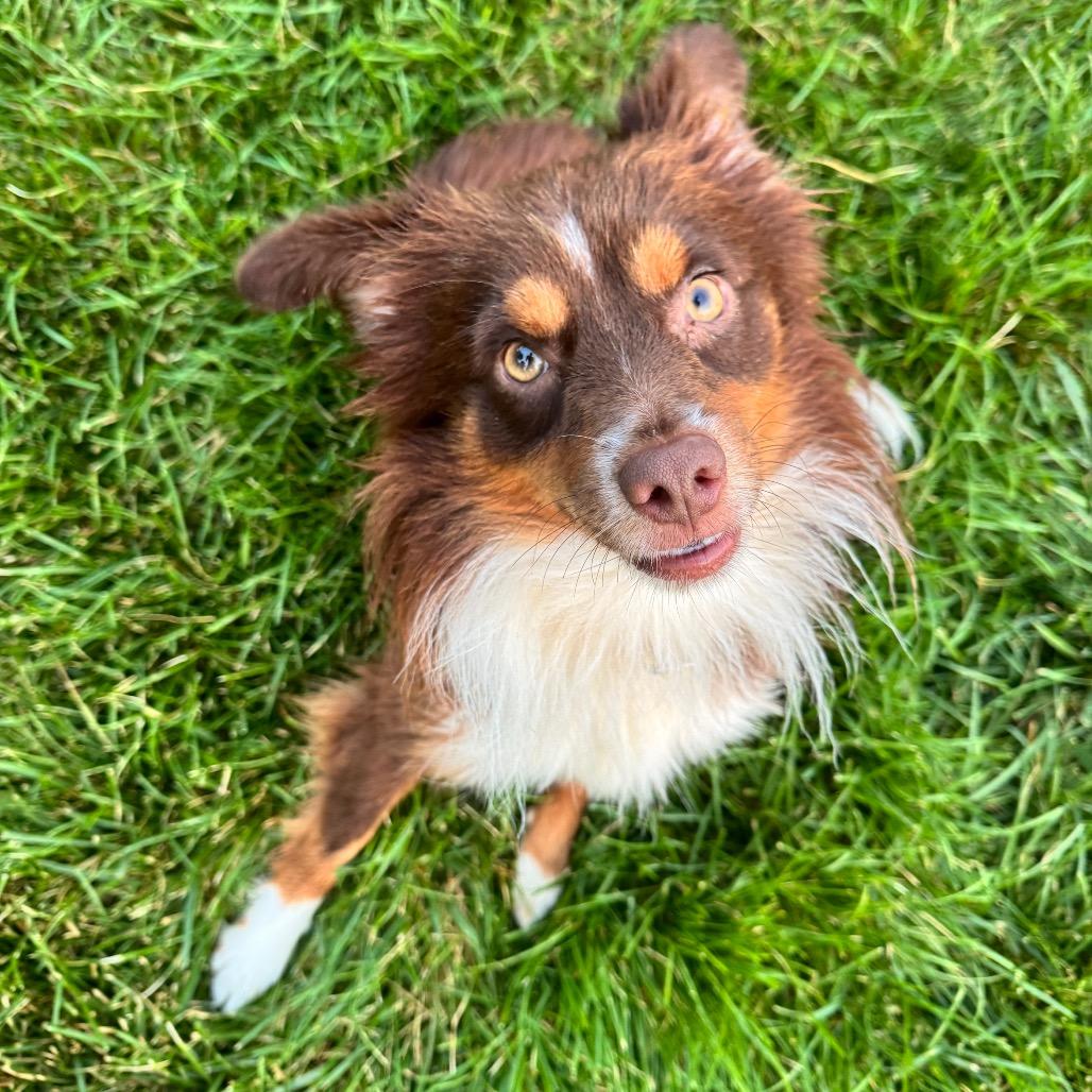 Sparky