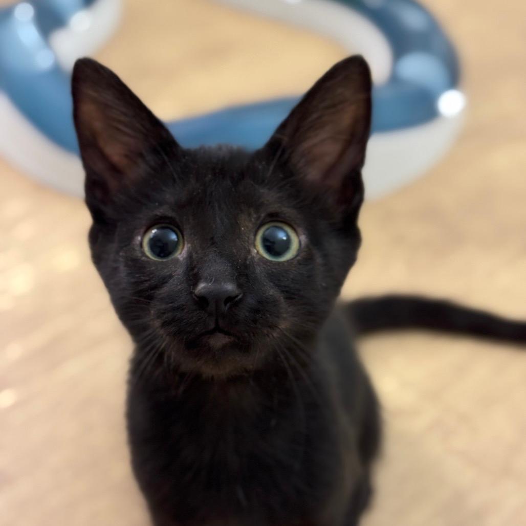 Comet (home adoption)