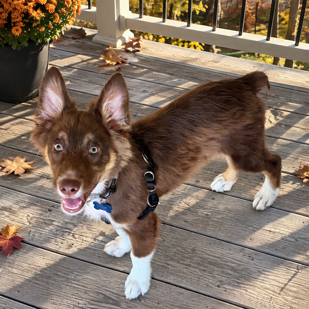 Copper
