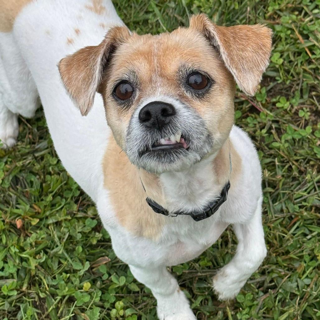 Sugar-in foster