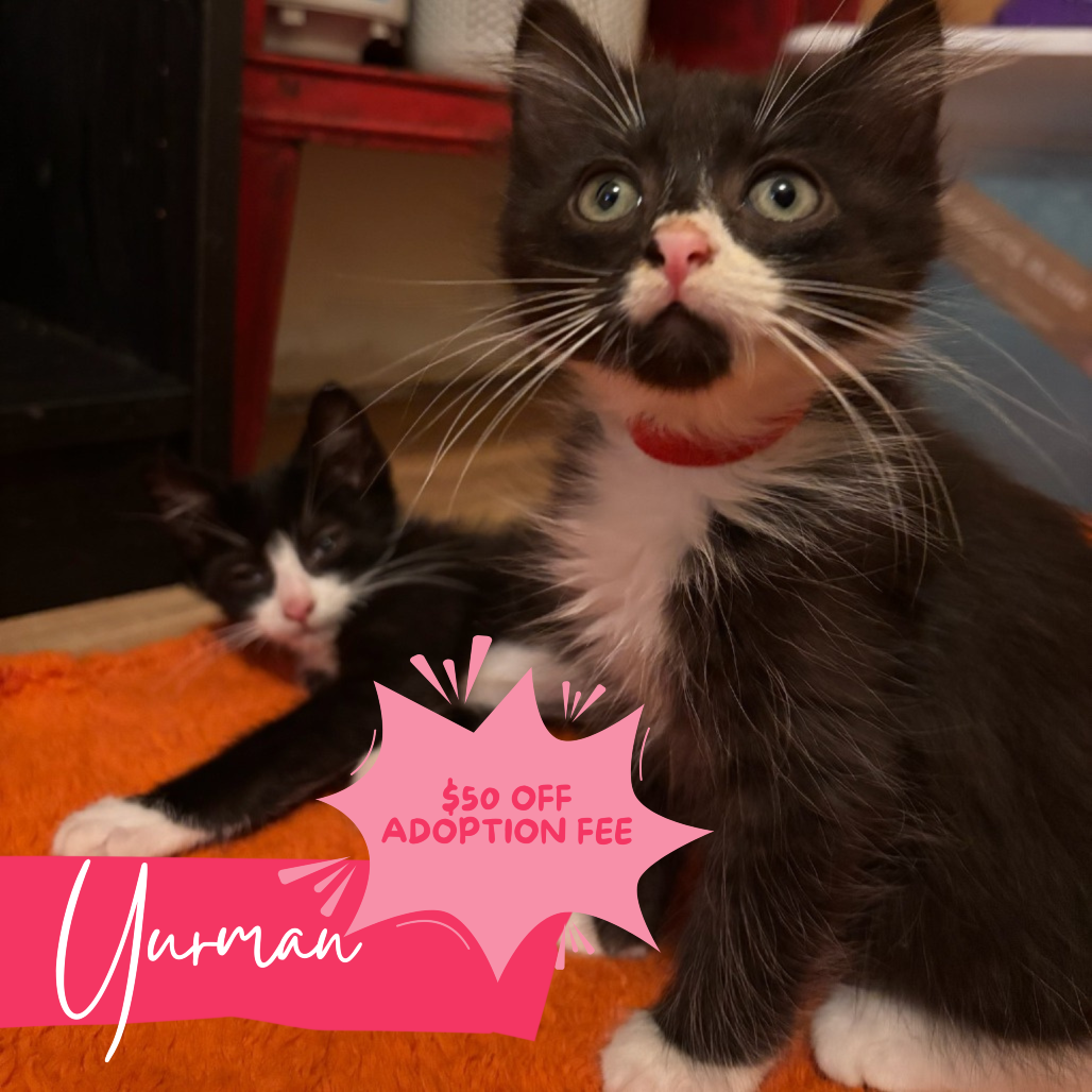 Yurman (Bonded to brother Winston)