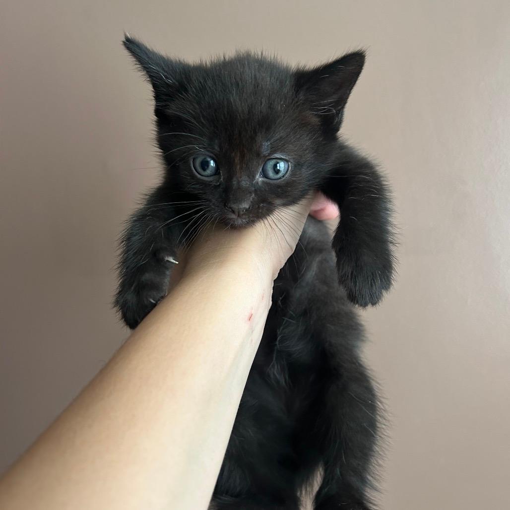 Fifi 