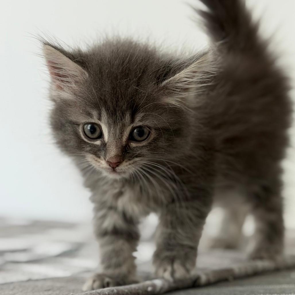 Grigio
