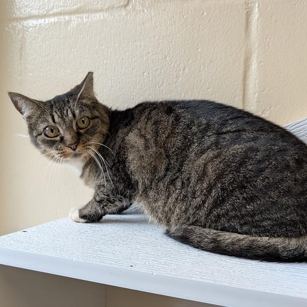 McMuffin(working cat) 