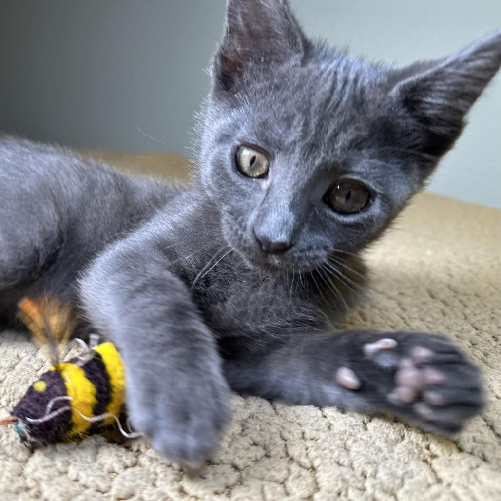 Delilah