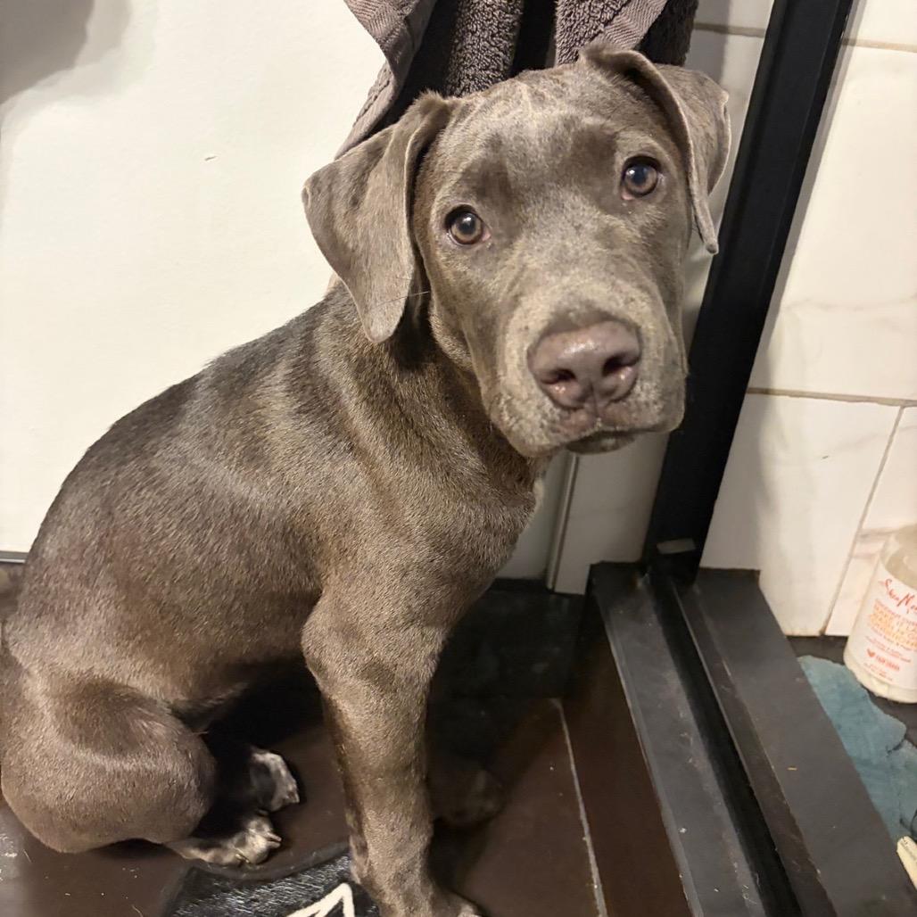 Cora