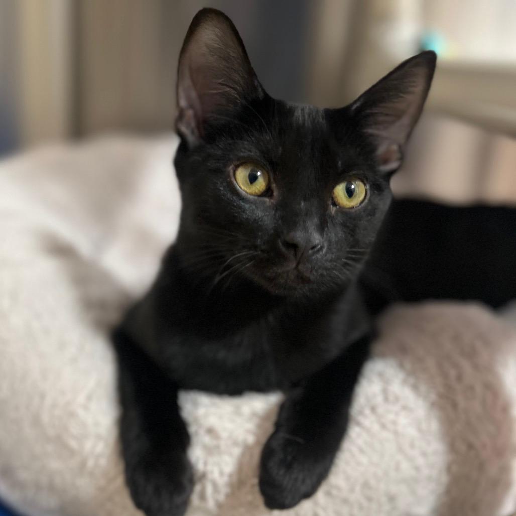 Cynthia