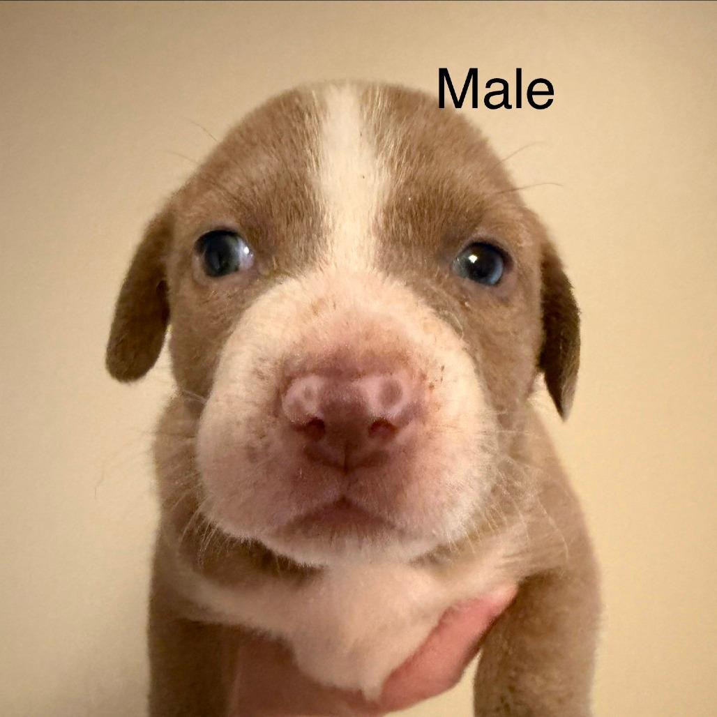 Titan